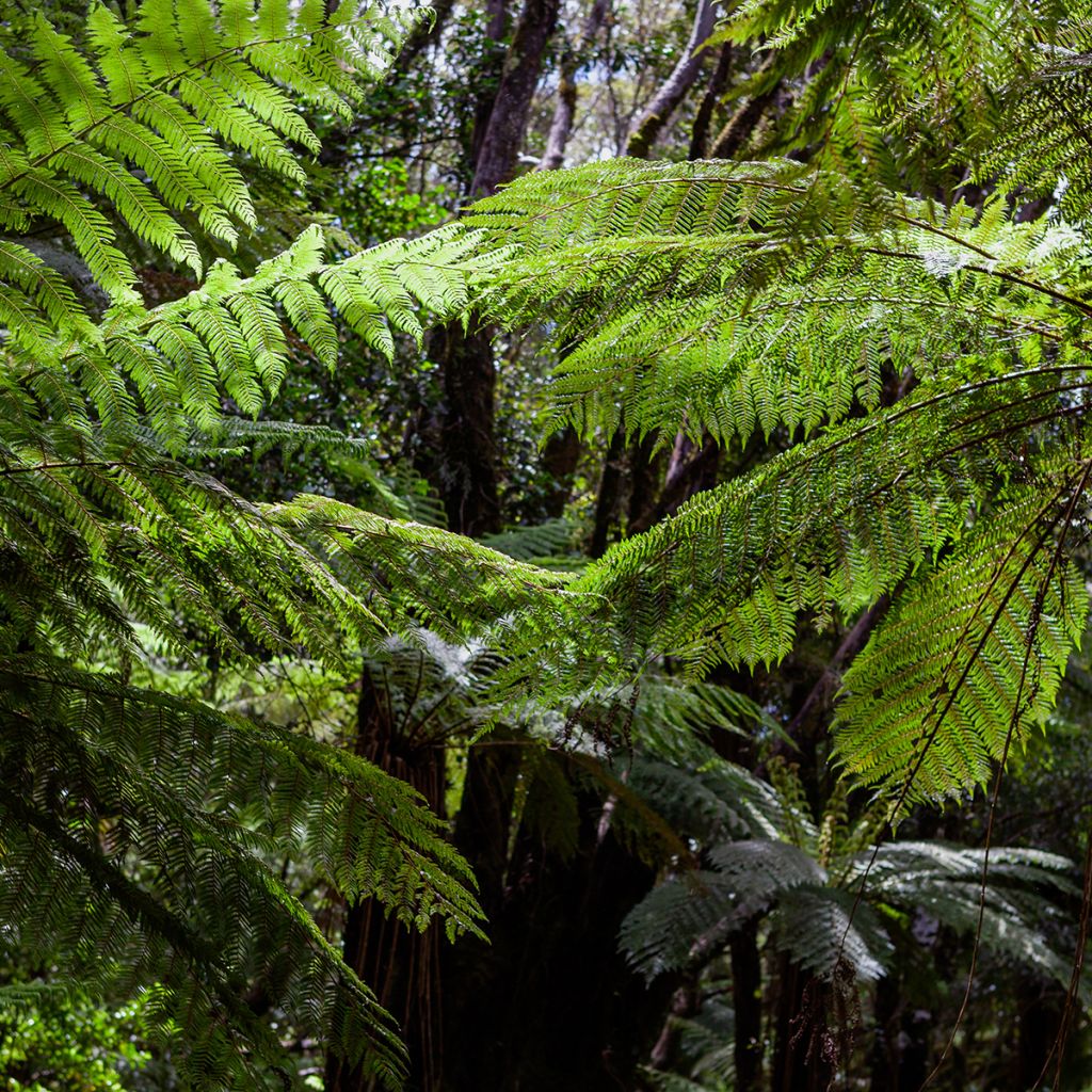 Cyathea dealbata - Silver Tree Fern
