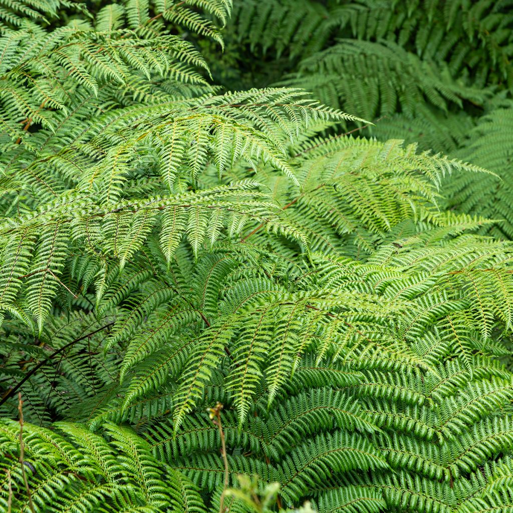 Cyathea dealbata - Silver Tree Fern