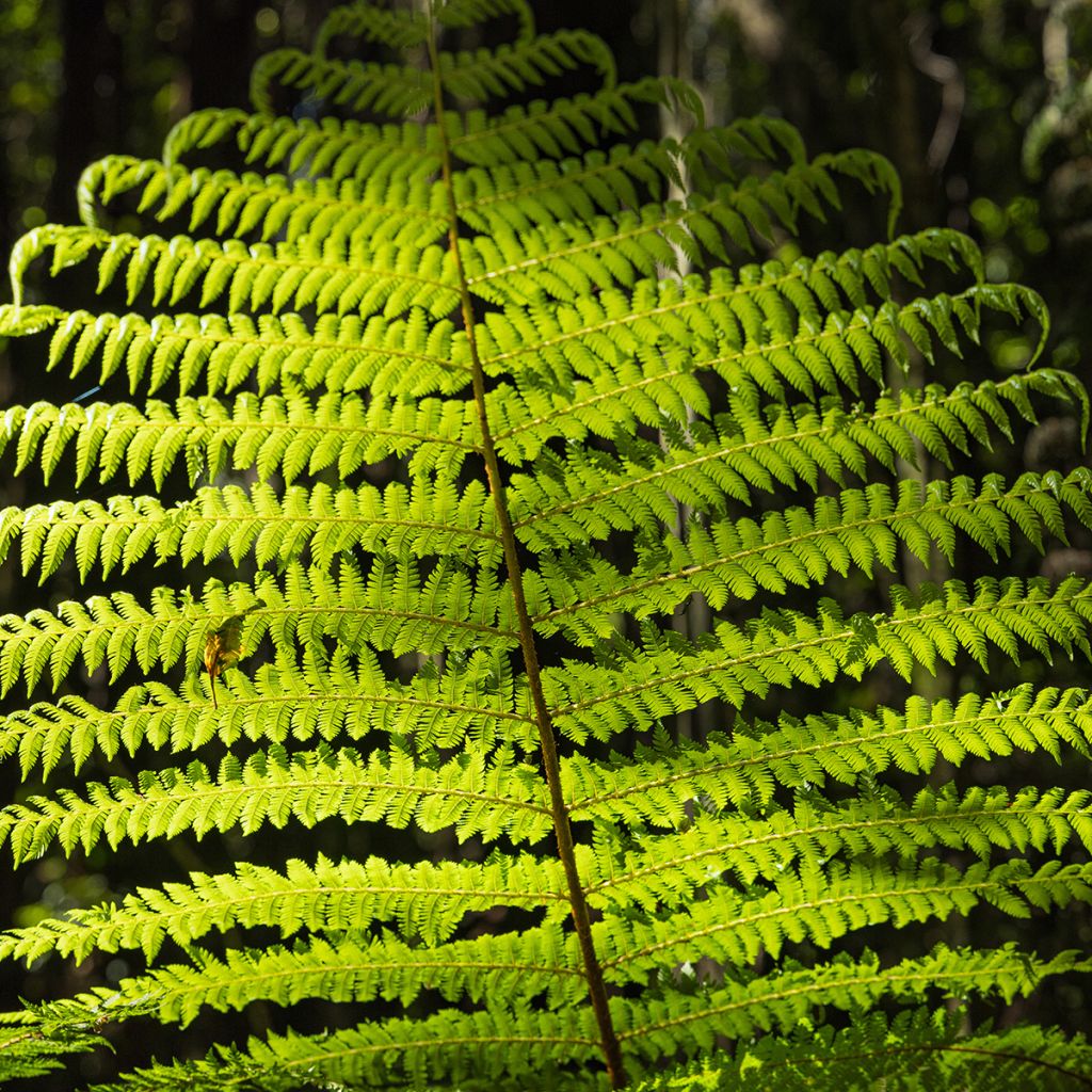 Cyathea medullaris - Black Tree Fern