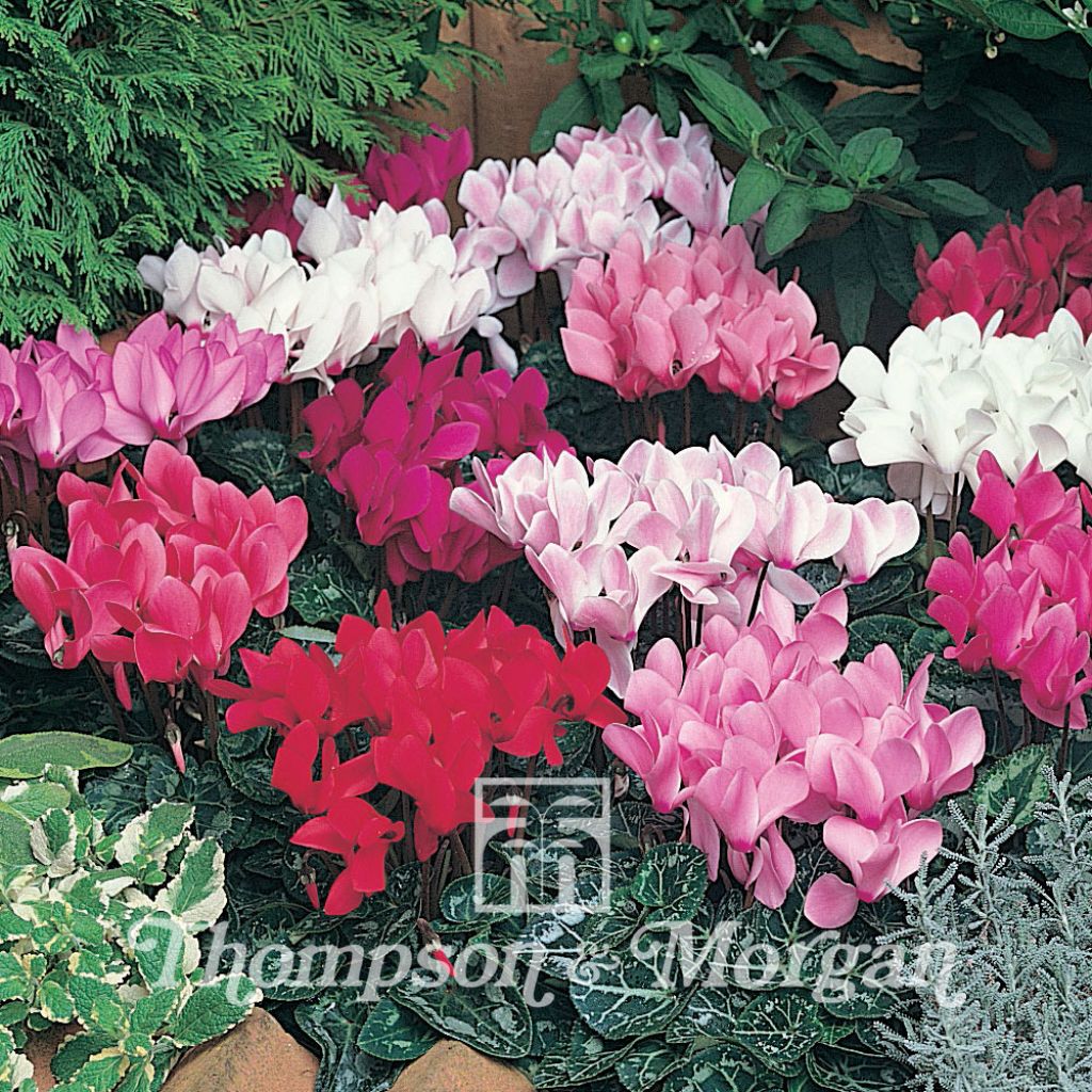Cyclamen persicum Laser Mix seeds - Persian Cyclamen