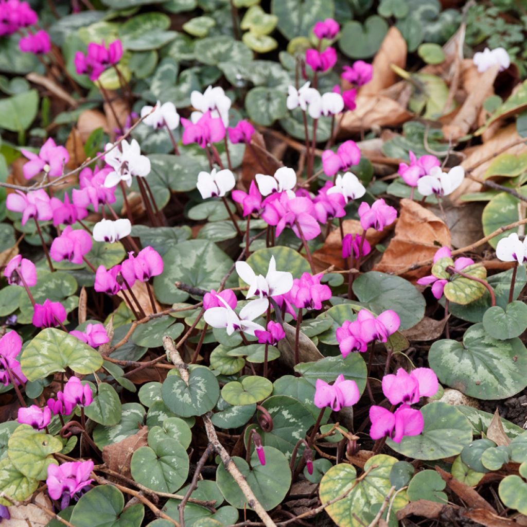 Cyclamen coum Album