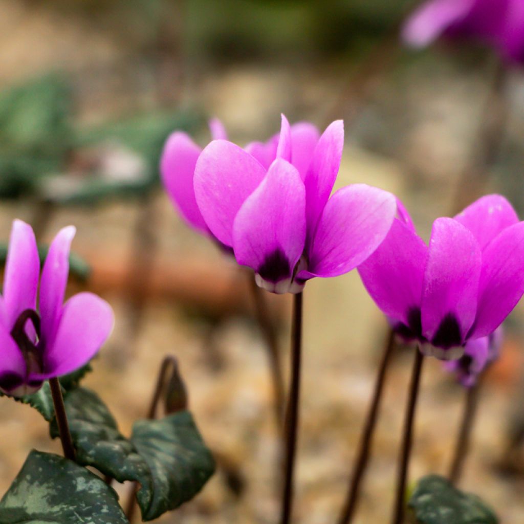 Potted Cyclamen Coum - Pink
