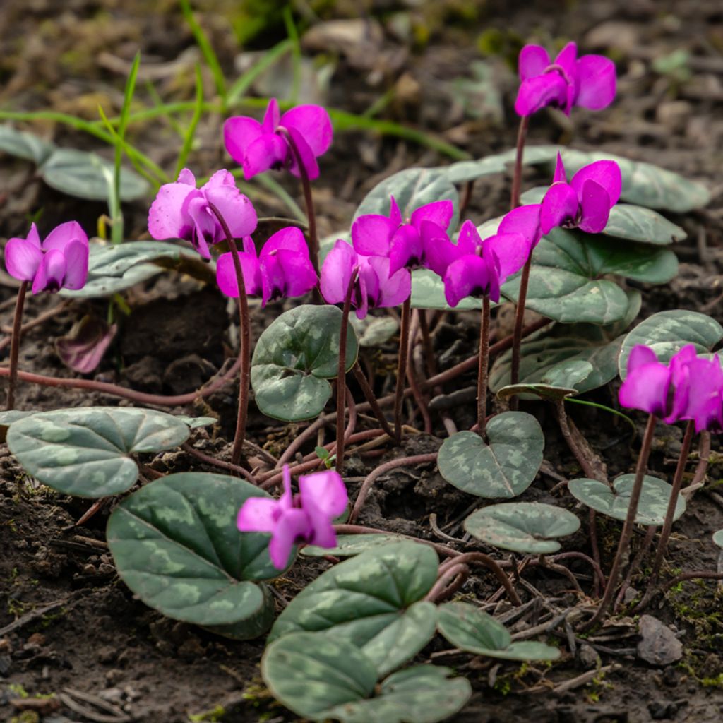 Potted Cyclamen Coum - Pink