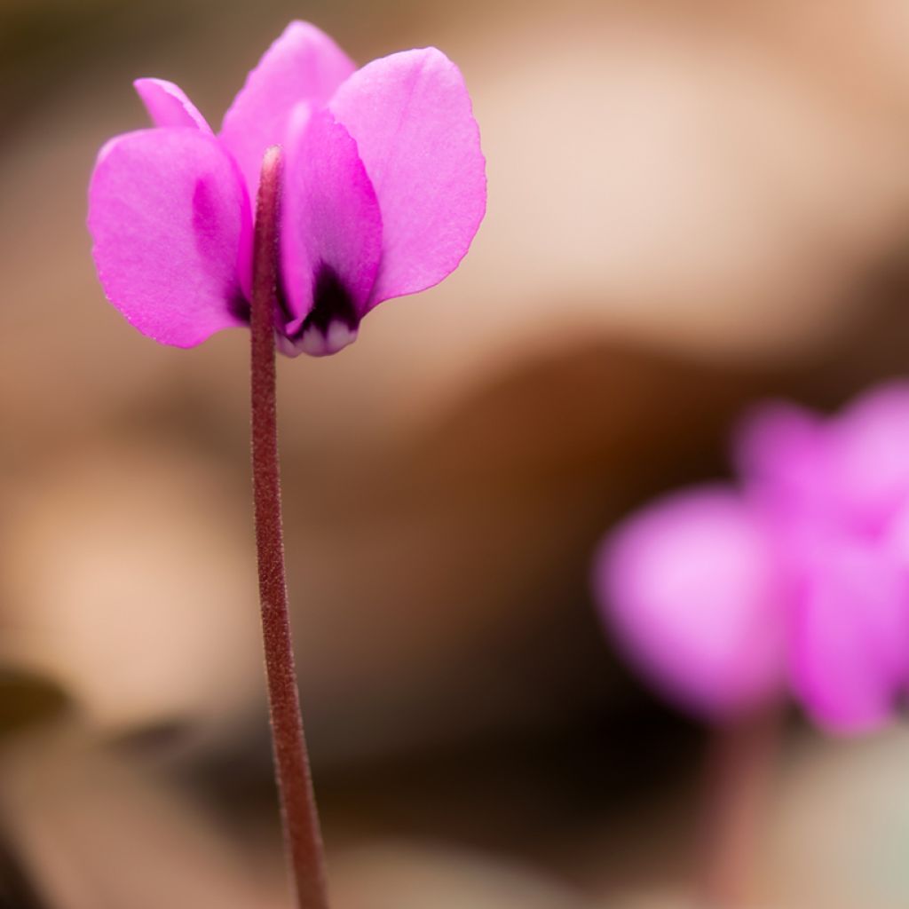 Potted Cyclamen Coum - Pink