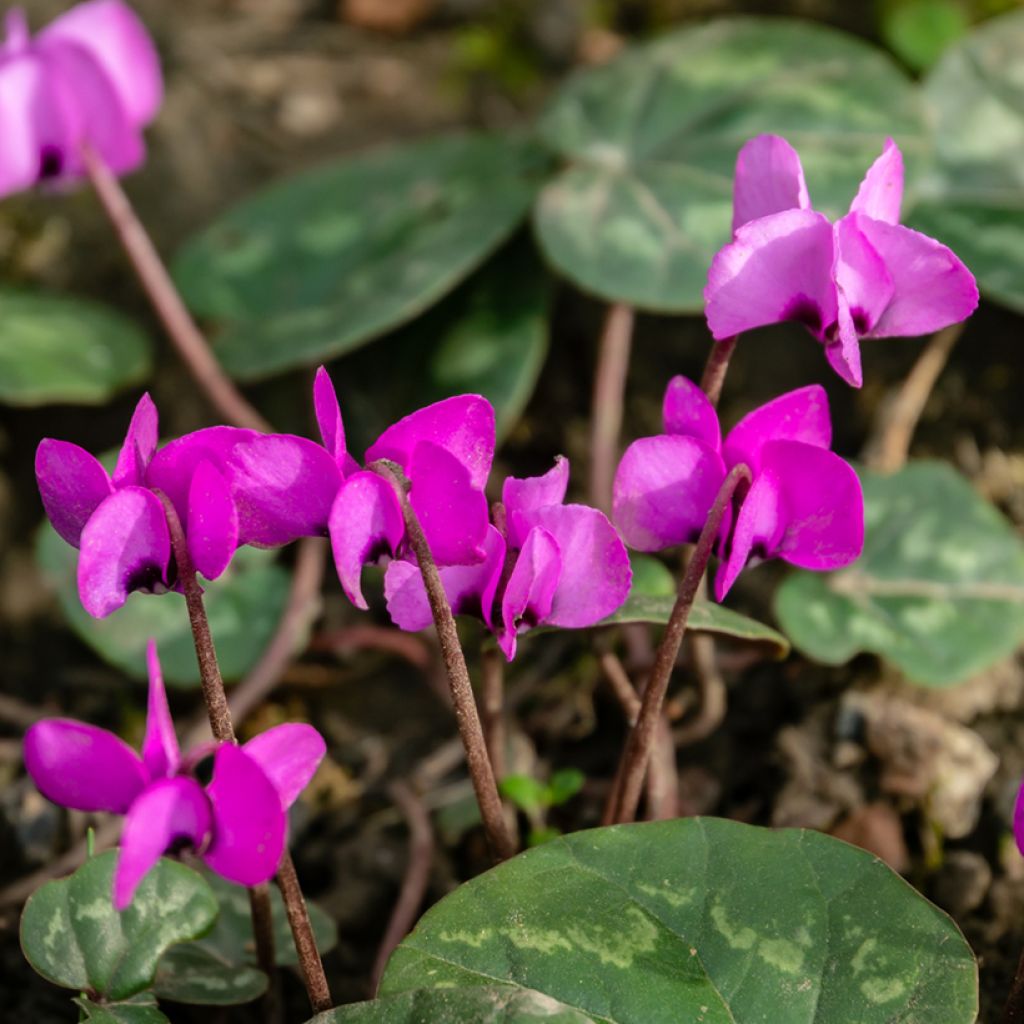 Potted Cyclamen Coum - Pink