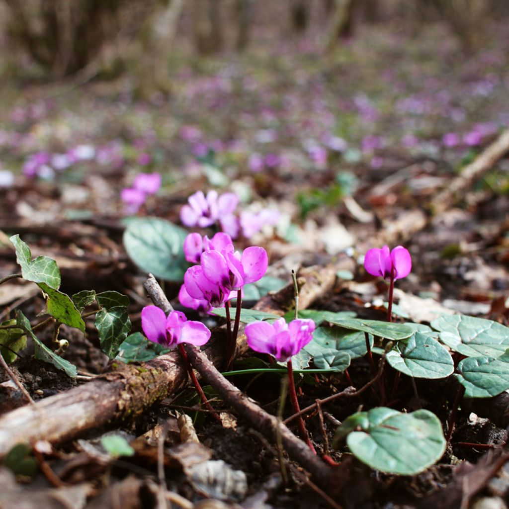 Potted Cyclamen Coum - Pink