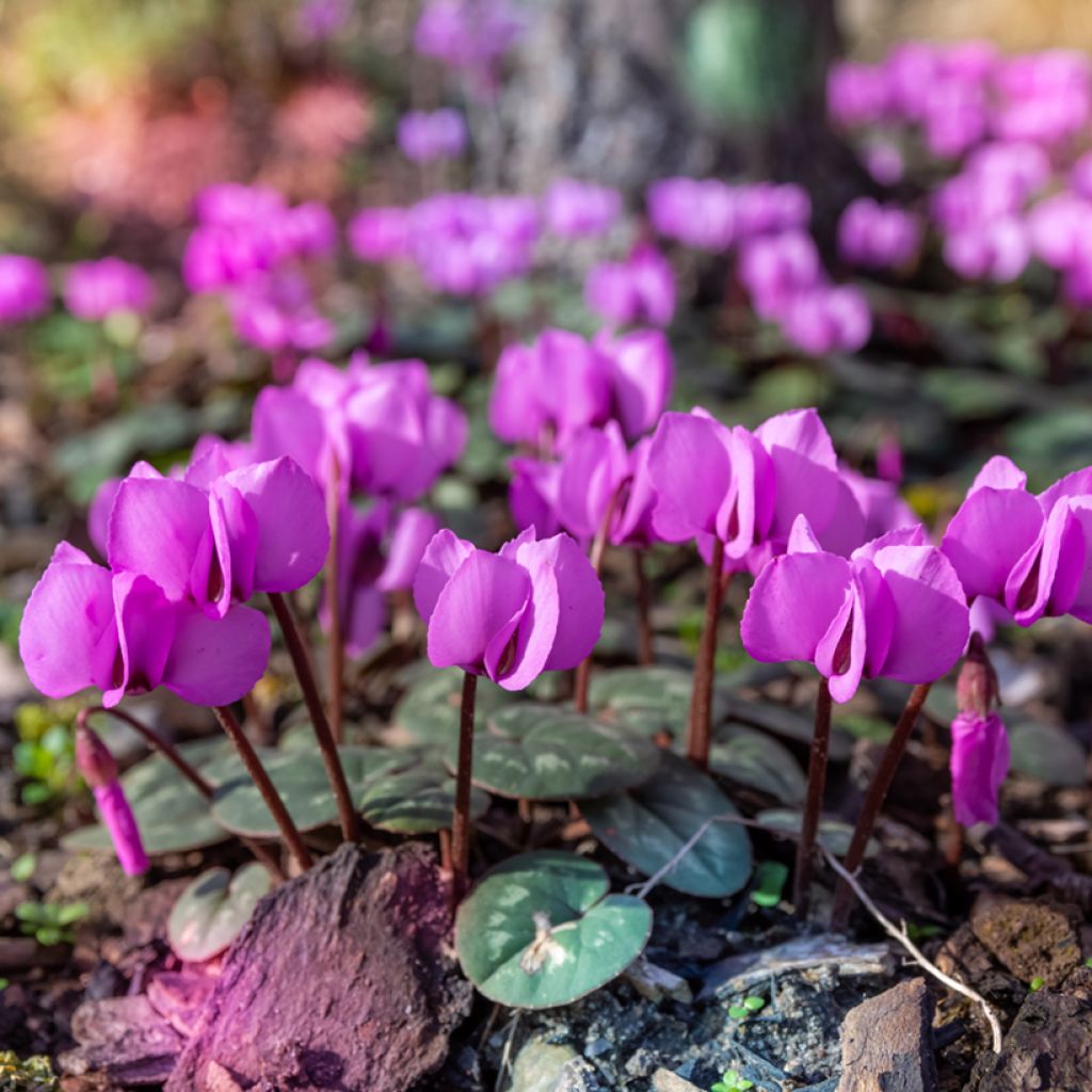 Potted Cyclamen Coum - Pink