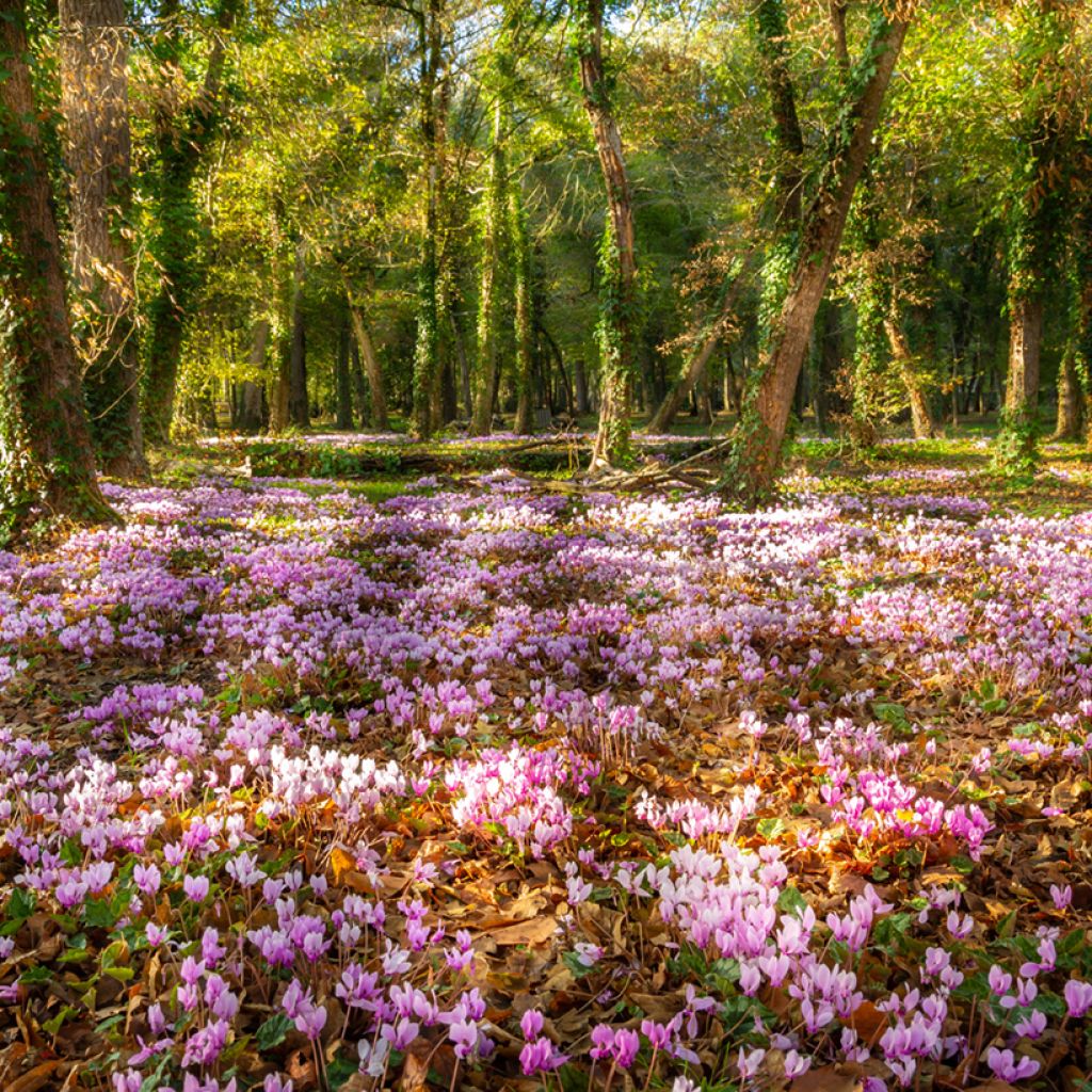 Pink Naples Cyclamen