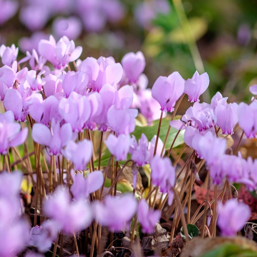 Pink Naples Cyclamen