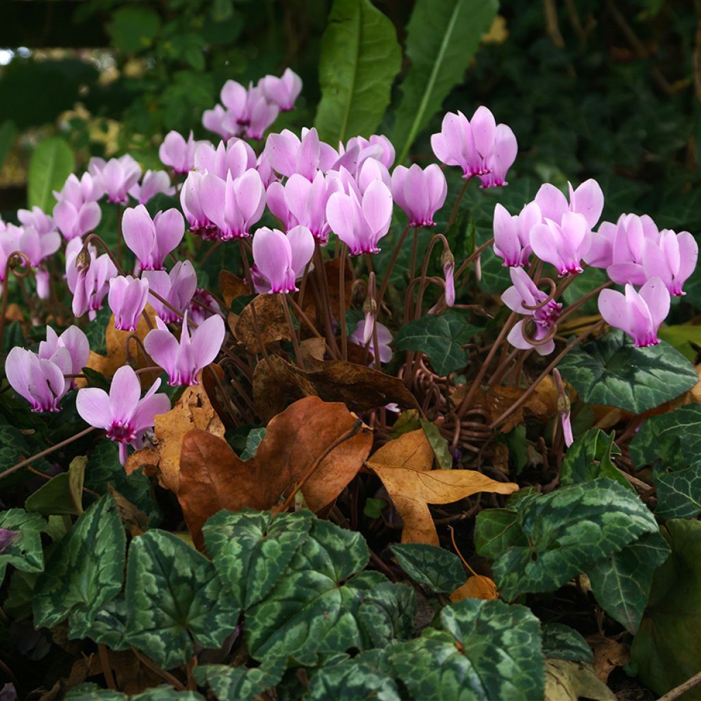 Pink Naples Cyclamen