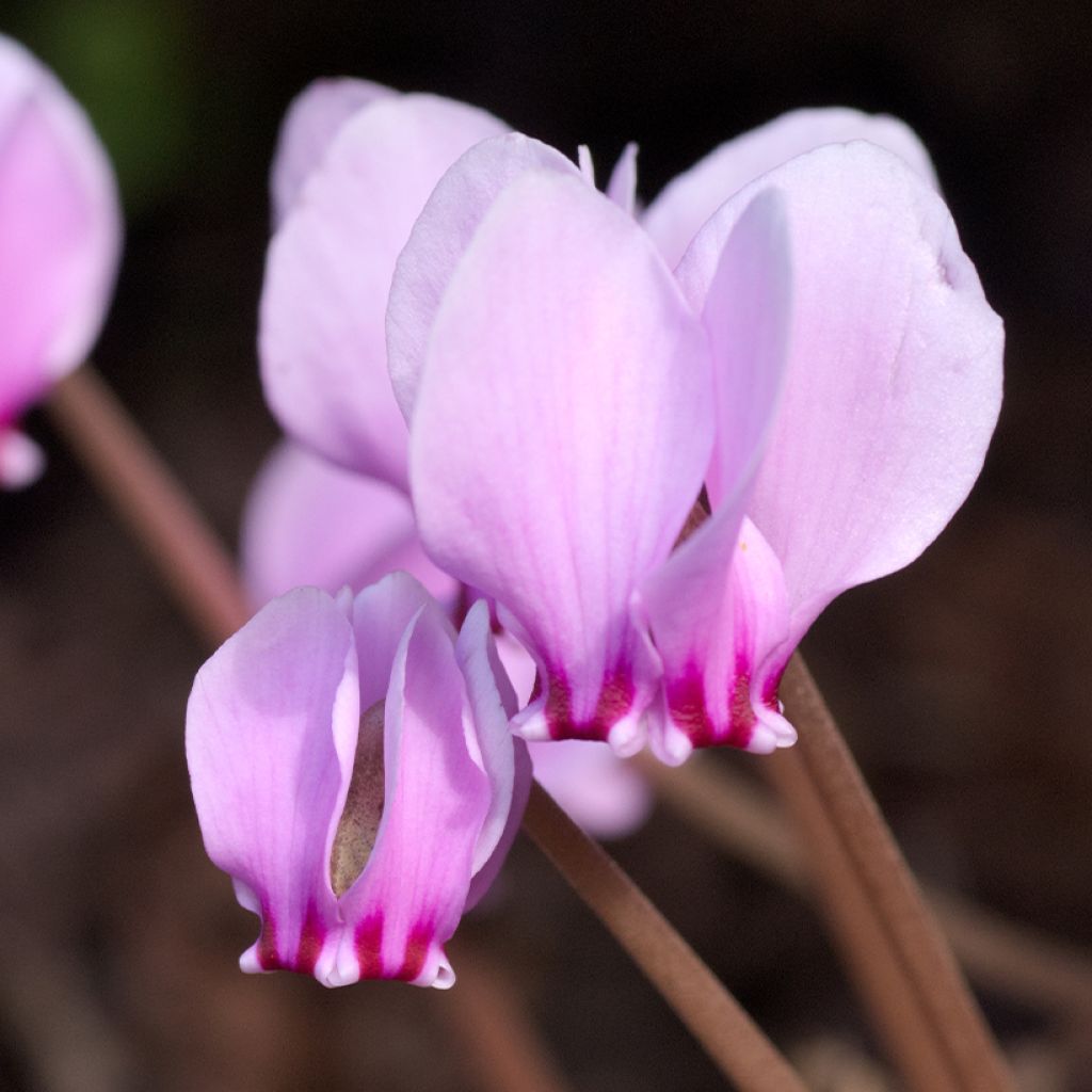 Pink Naples Cyclamen
