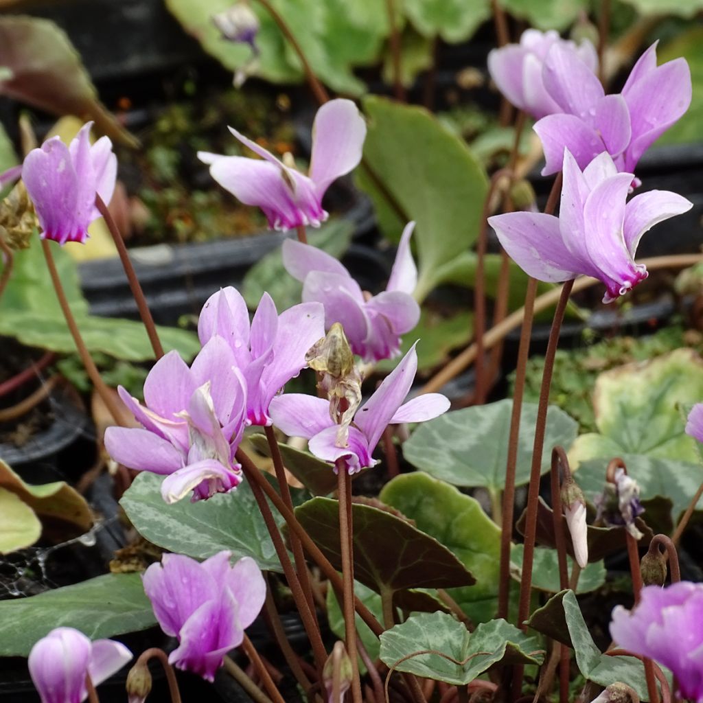 Pink Naples Cyclamen