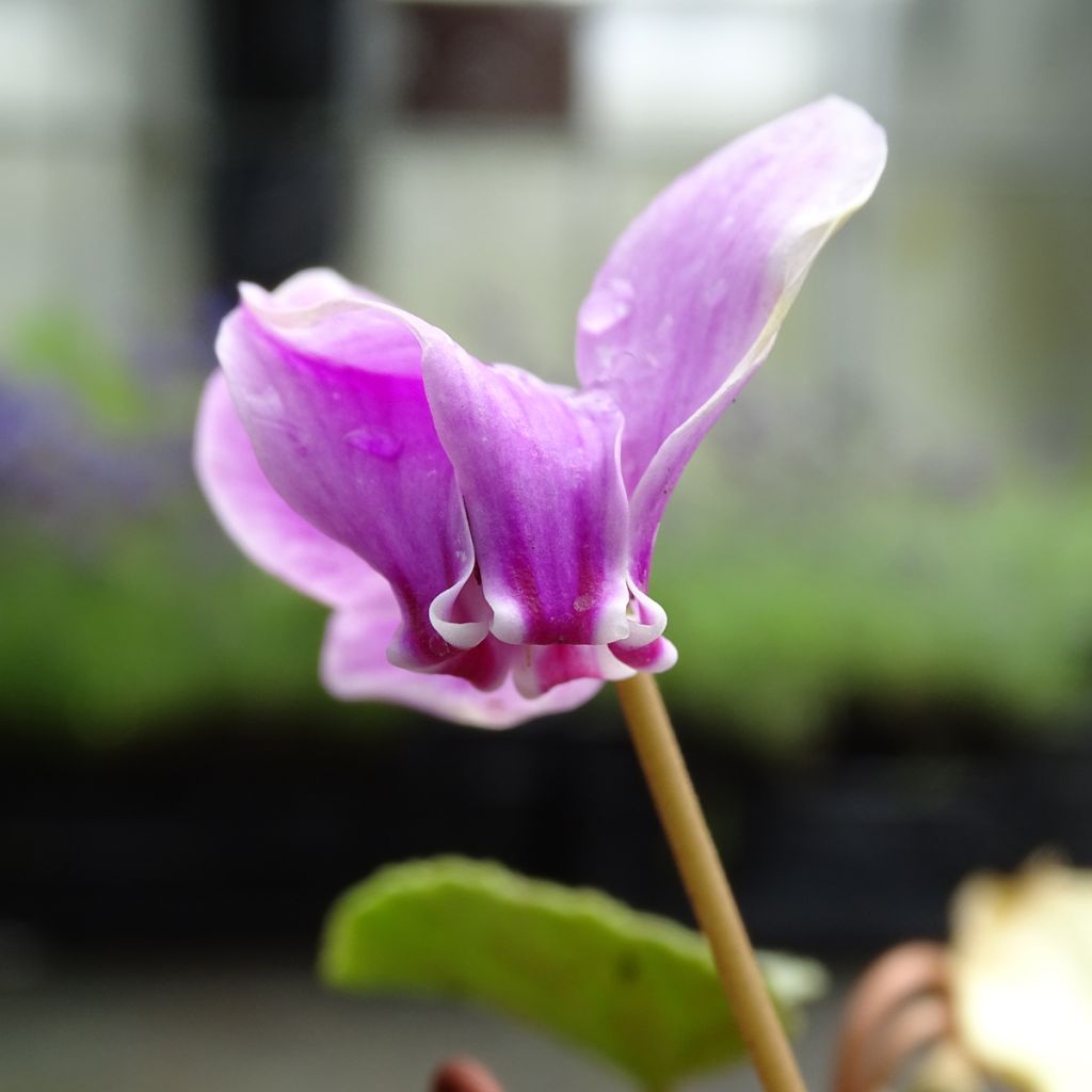 Pink Naples Cyclamen