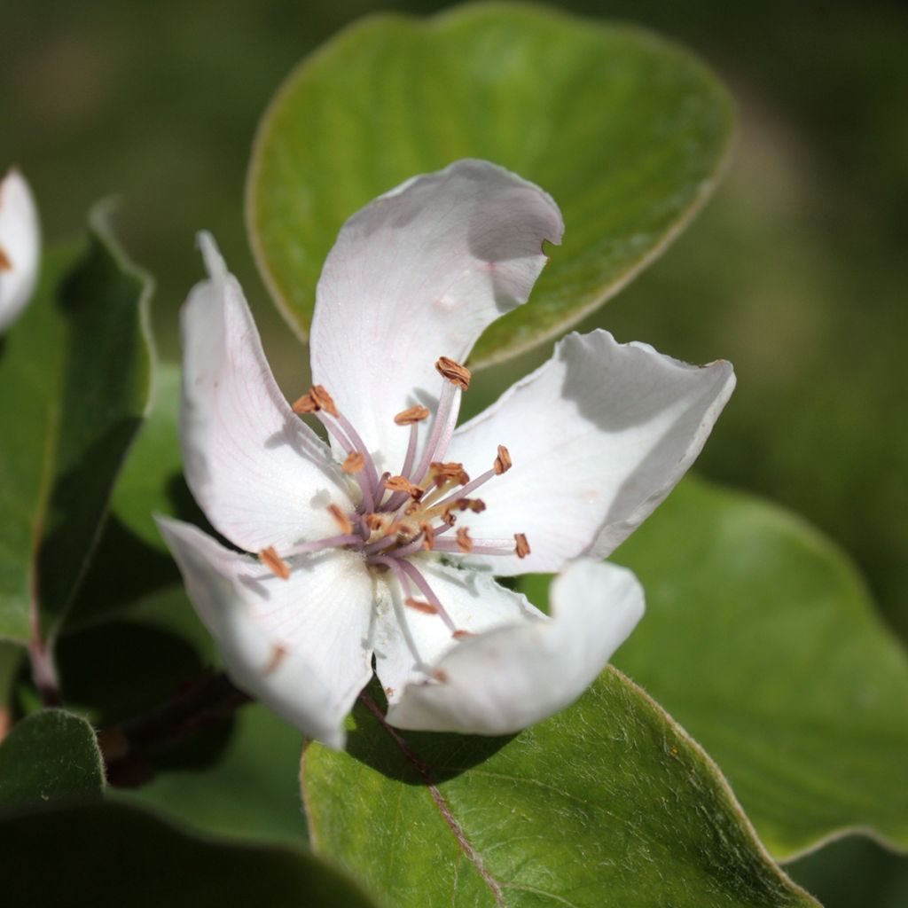 Common Quince Vranja - Cydonia oblonga
