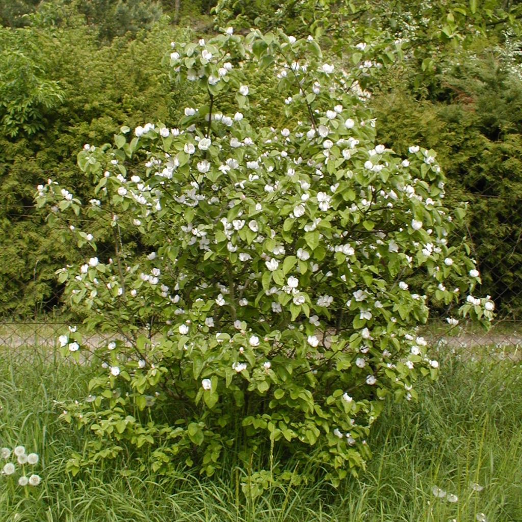 Common Quince Vranja - Cydonia oblonga