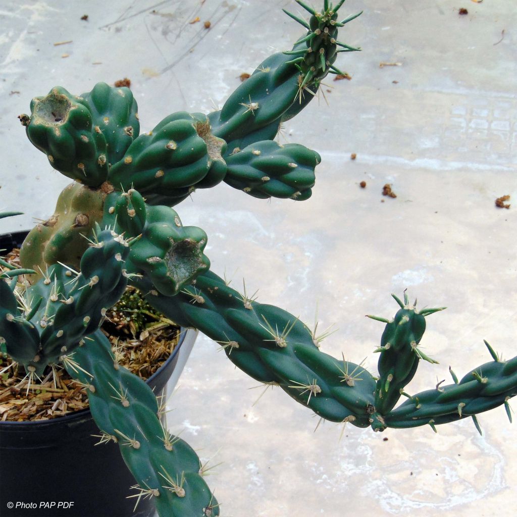 Cylindropuntia imbricata
