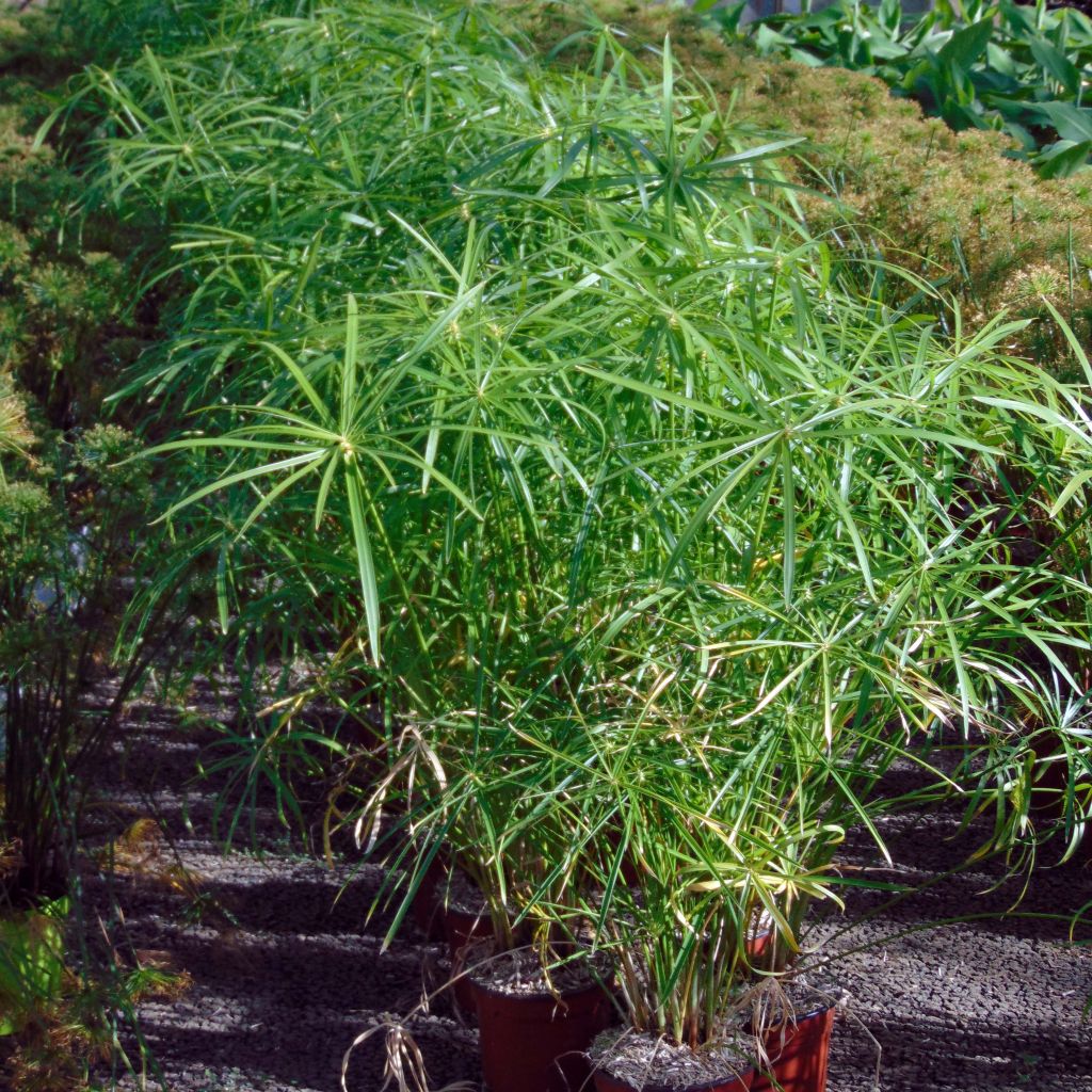 Cyperus alternifolius - Umbrella Papyrus