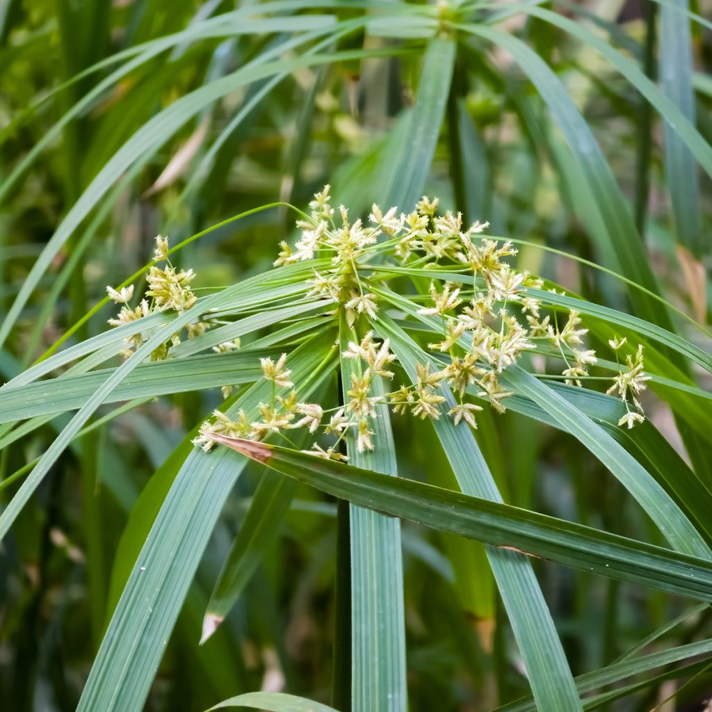 Cyperus alternifolius seeds - Umbrella papyrus