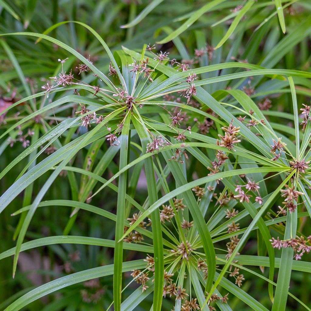Cyperus alternifolius seeds - Umbrella papyrus