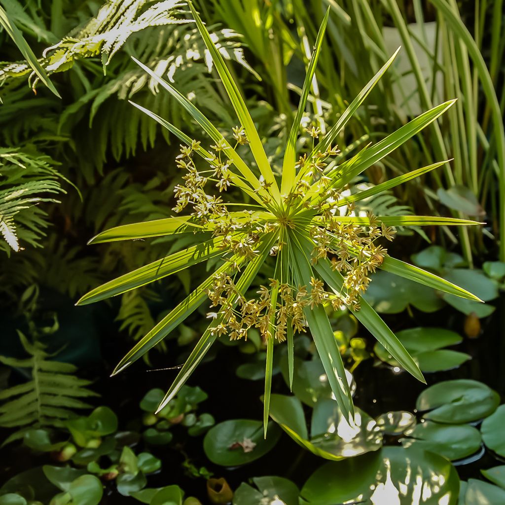 Cyperus alternifolius seeds - Umbrella papyrus