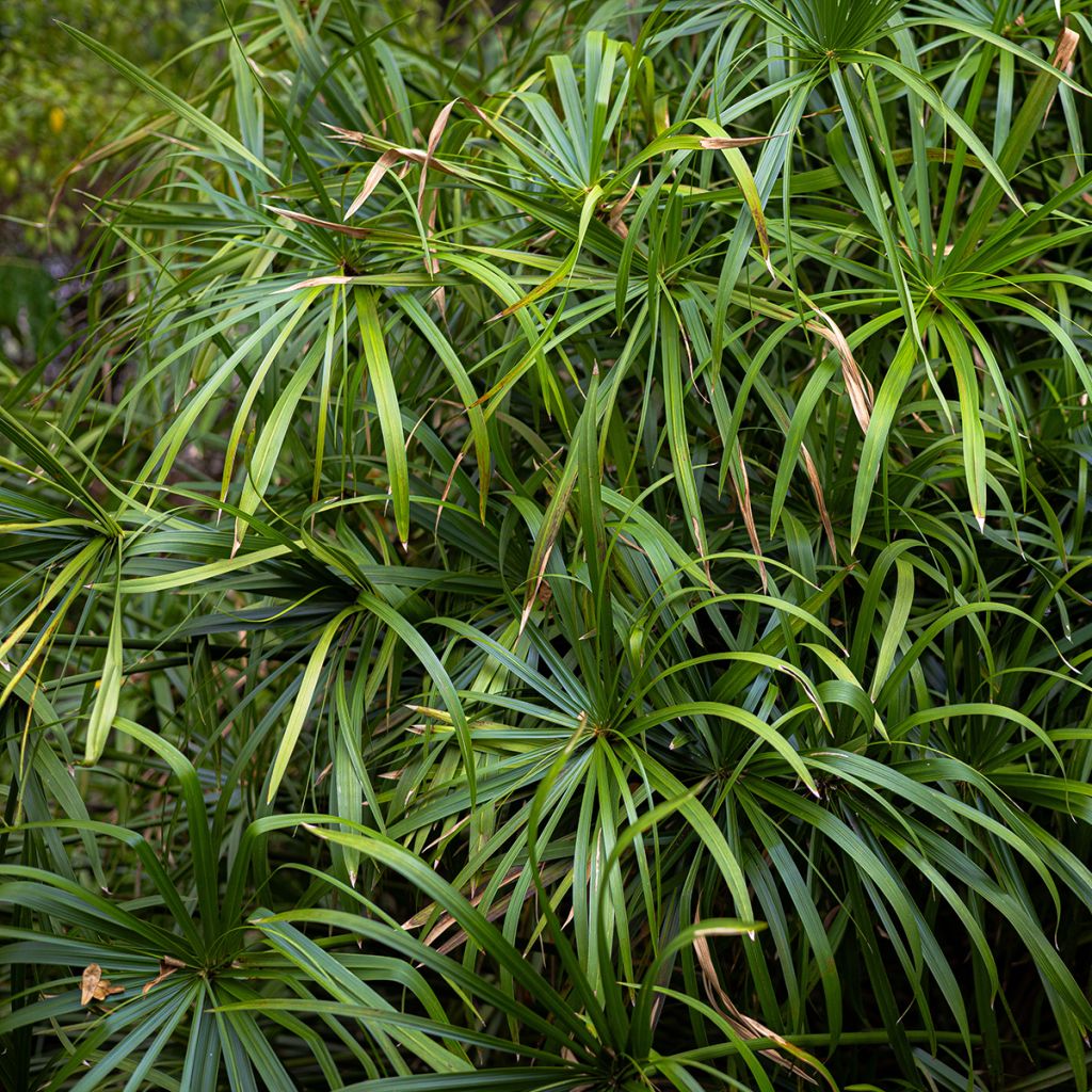 Cyperus alternifolius seeds - Umbrella papyrus
