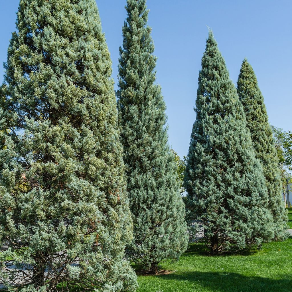 Cupressus arizonica Fastigiata