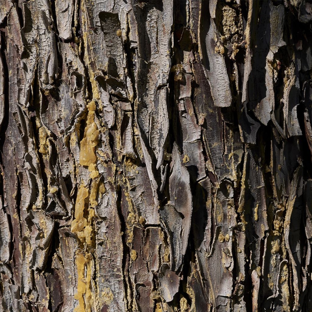 Cupressus arizonica Fastigiata