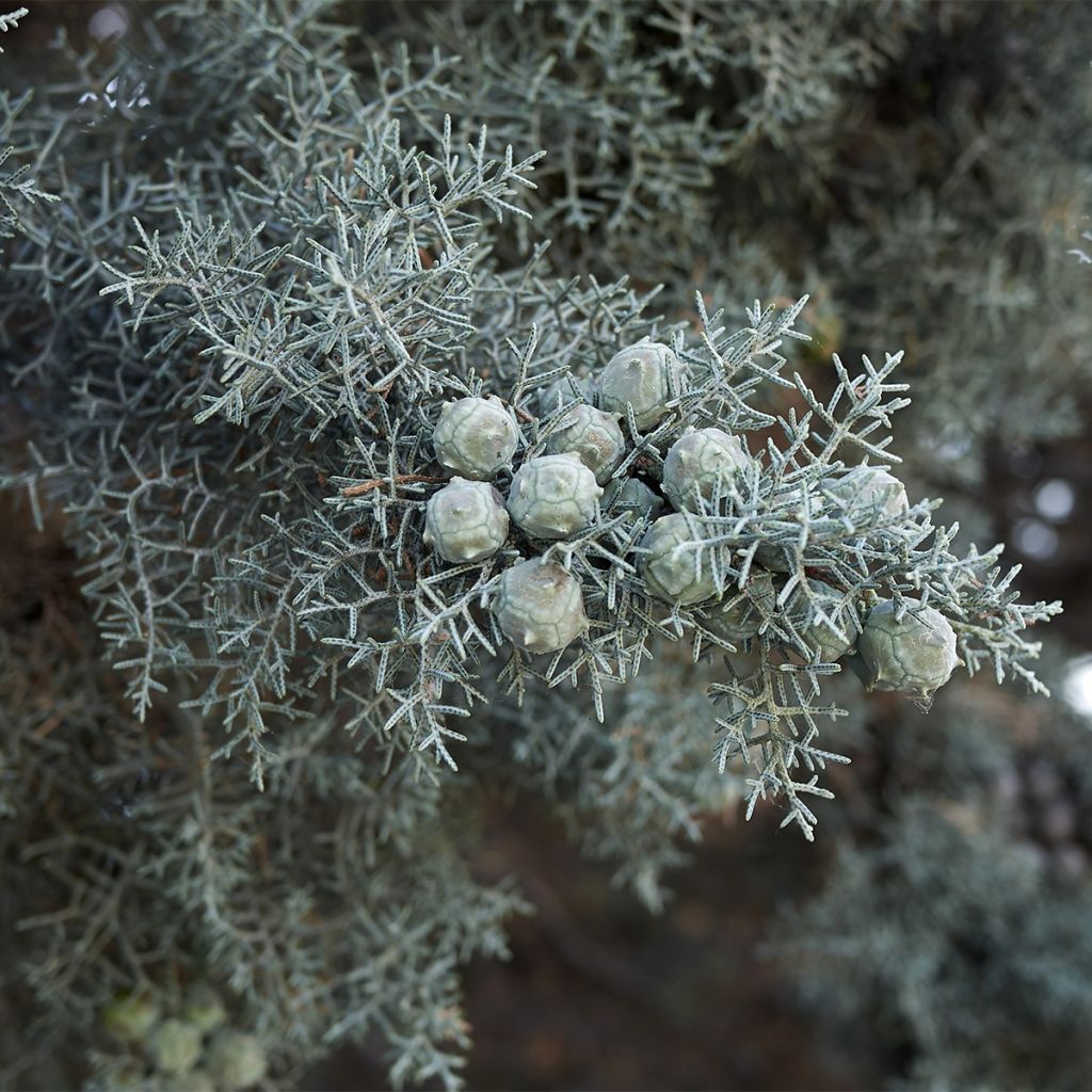 Cupressus arizonica Fastigiata
