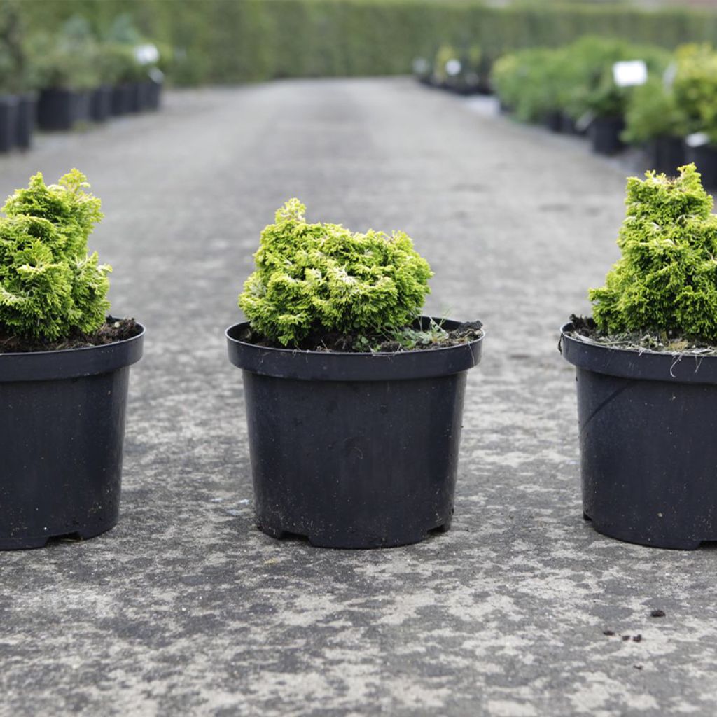 Chamaecyparis obtusa Butterball - Hinoki Cypress
