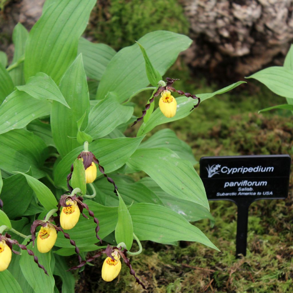 Cypripedium parviflorum var. parviflorum - Lady Slipper Orchid
