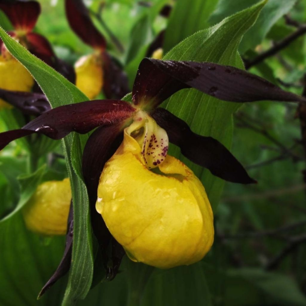 Cypripedium calceolus