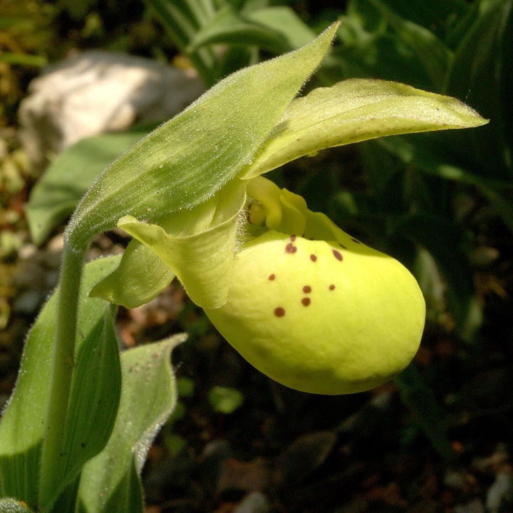 Cypripedium flavum