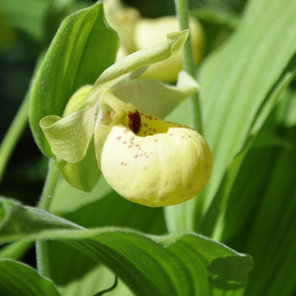 Cypripedium flavum