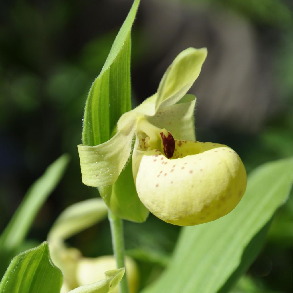 Cypripedium flavum