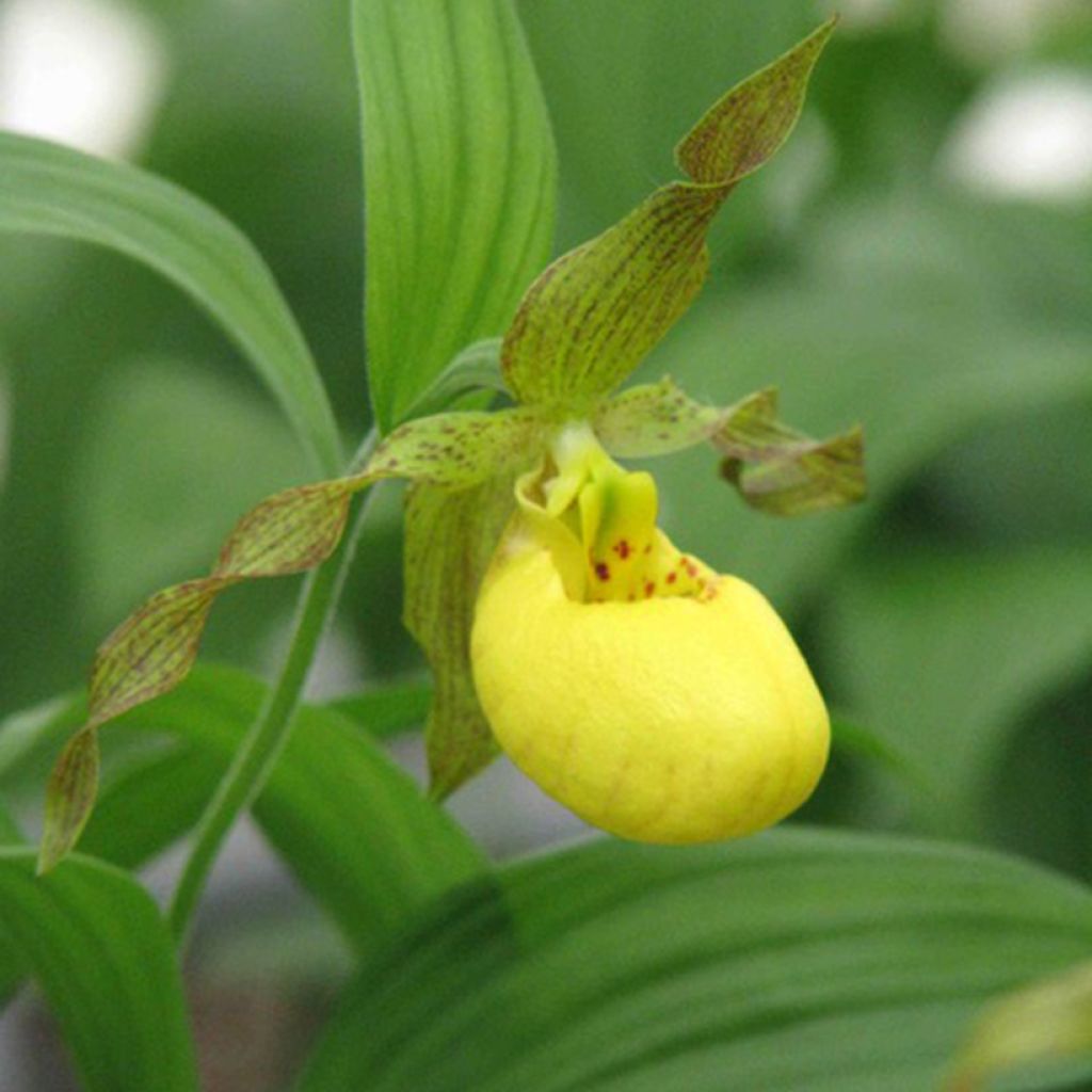 Cypripedium parviflorum var. pubescens - Lady Slipper Orchid