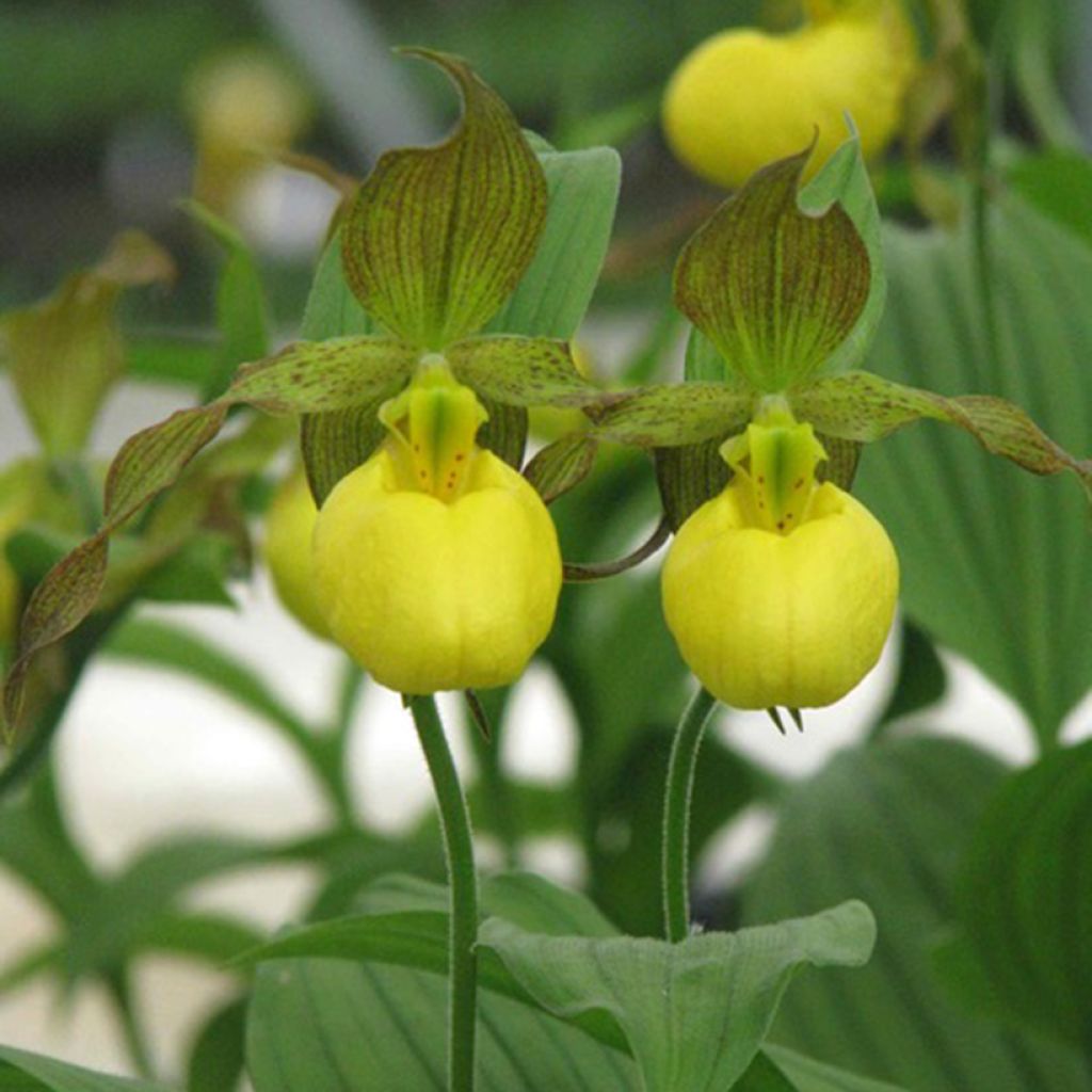 Cypripedium parviflorum var. pubescens - Lady Slipper Orchid