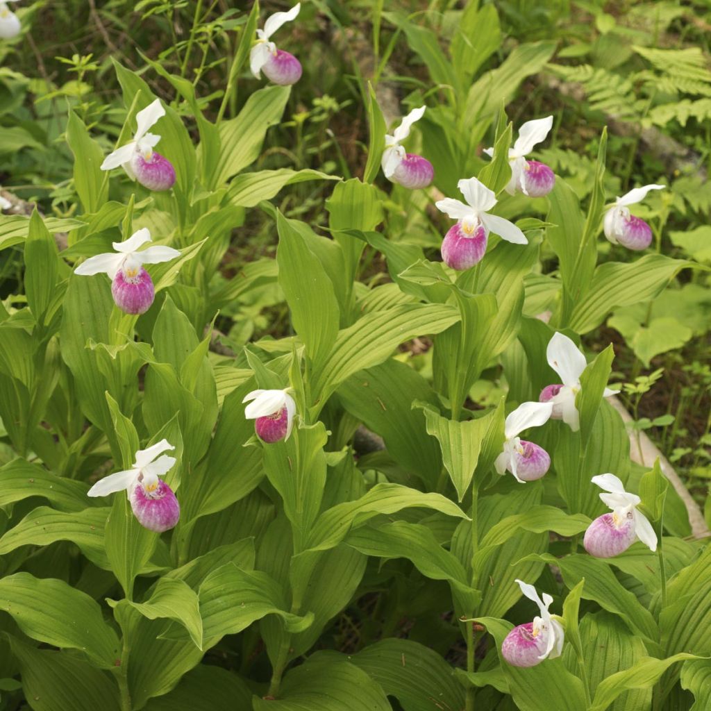 Cypripedium reginae