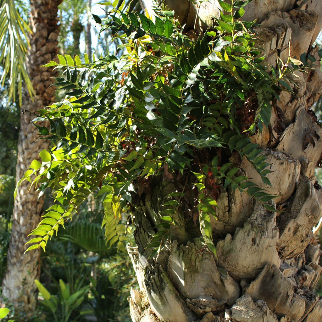 Cyrtomium falcatum