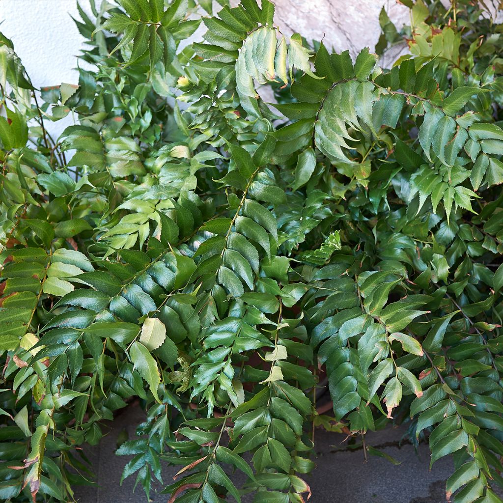 Cyrtomium falcatum