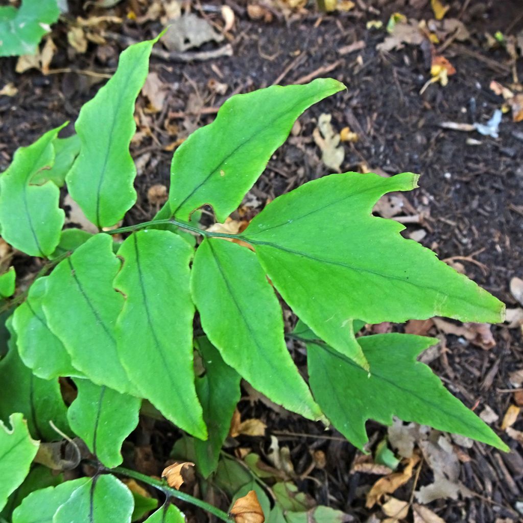 Cyrtomium fortunei - Evergreen fern