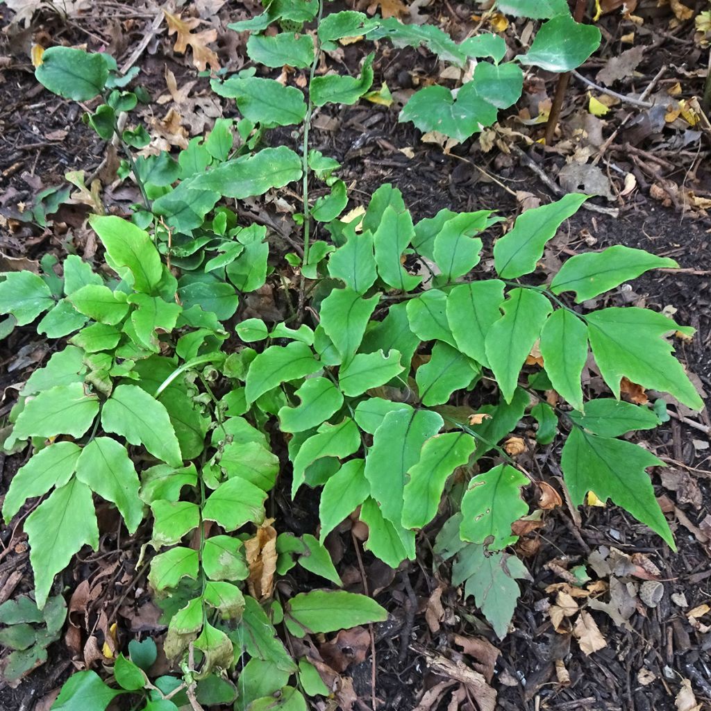 Cyrtomium fortunei - Evergreen fern