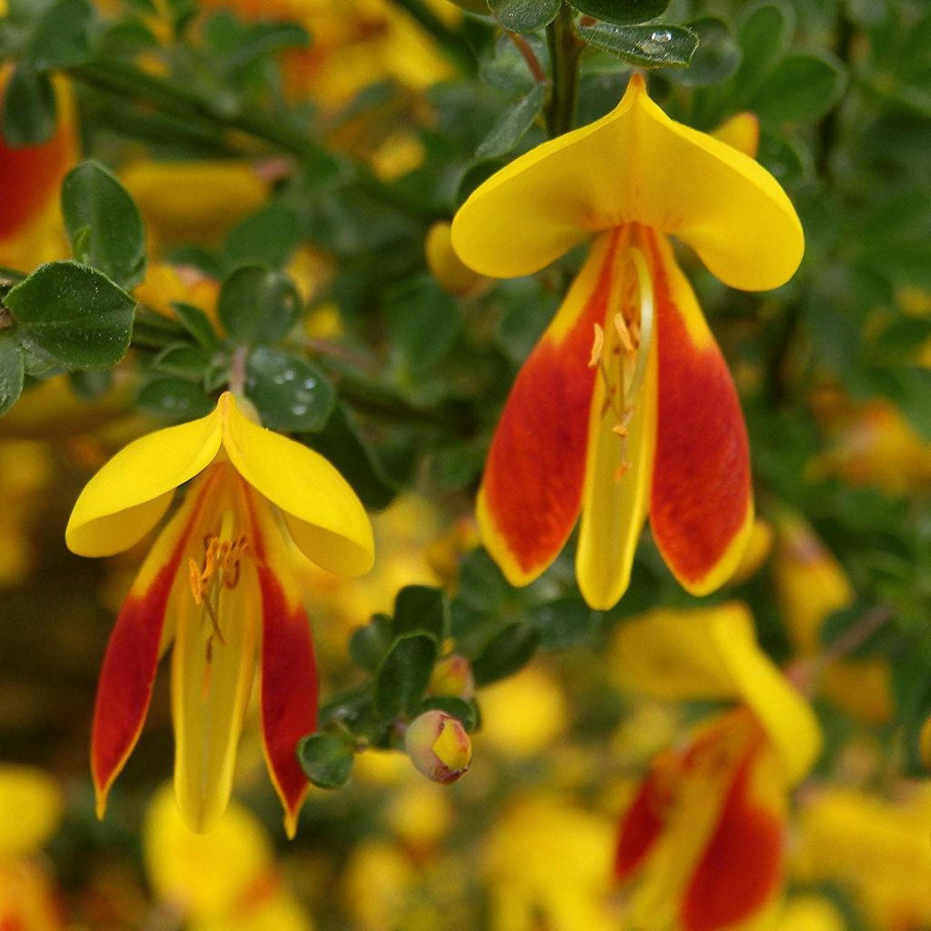 Cytisus scoparius Palette