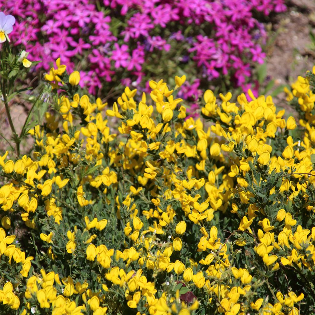 Cytisus decumbens