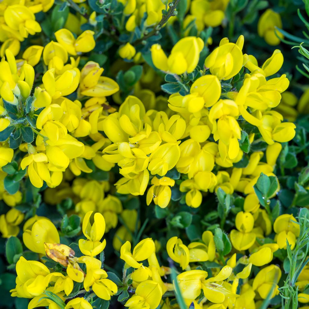 Cytisus decumbens