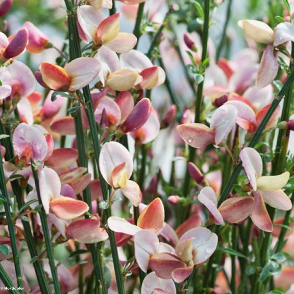 Cytisus procumbens Zeelandia
