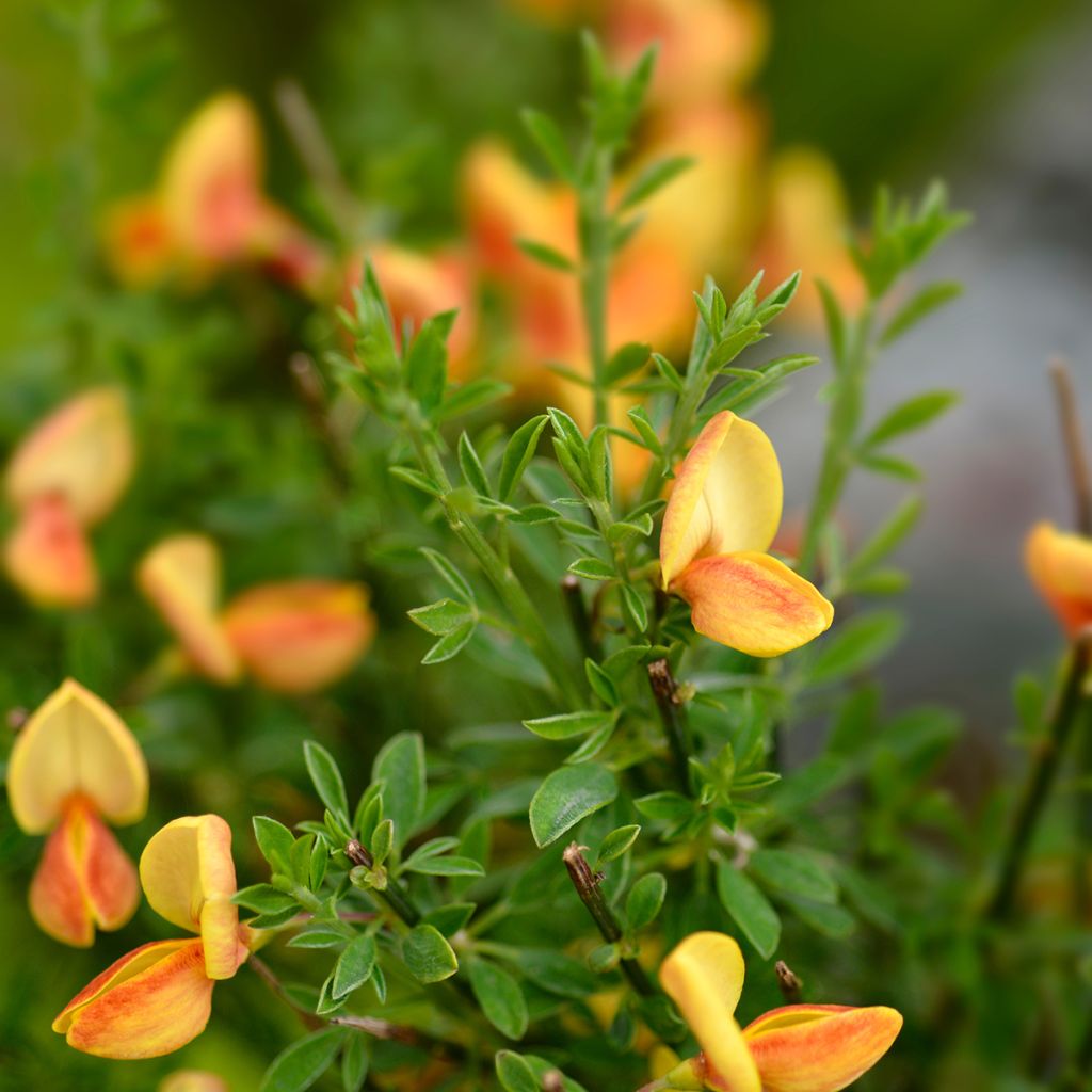 Cytisus scoparius Apricot Gem