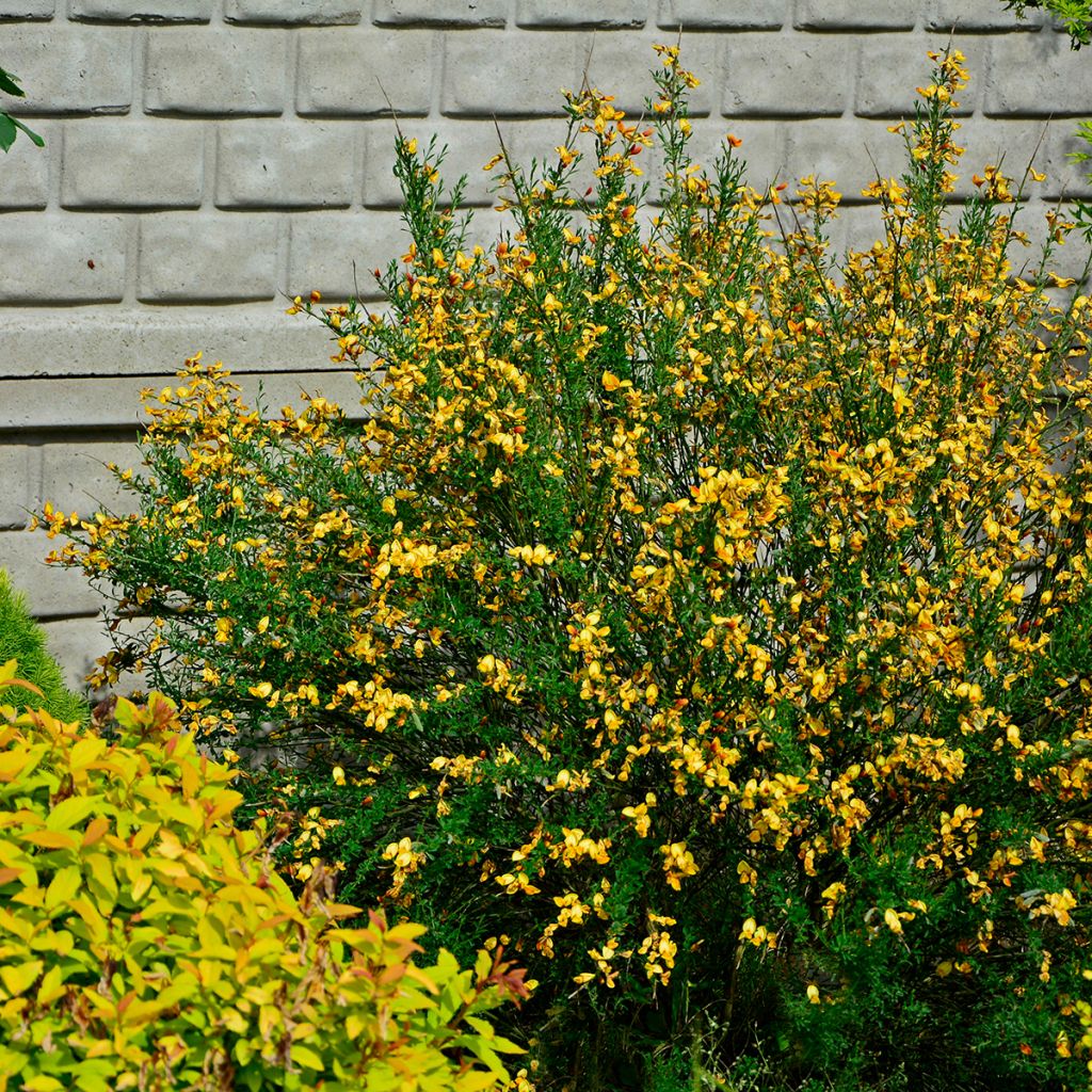 Cytisus scoparius Apricot Gem