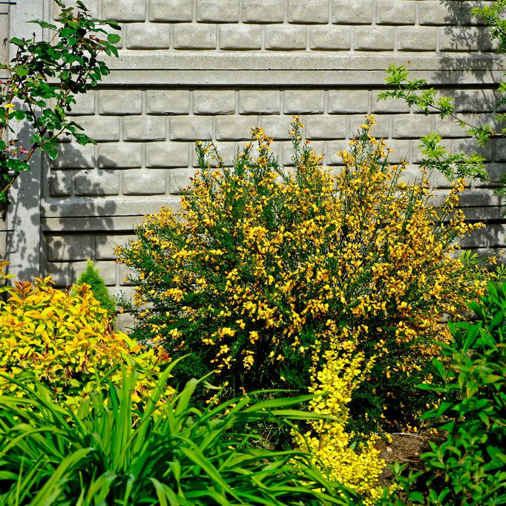 Cytisus scoparius Apricot Gem