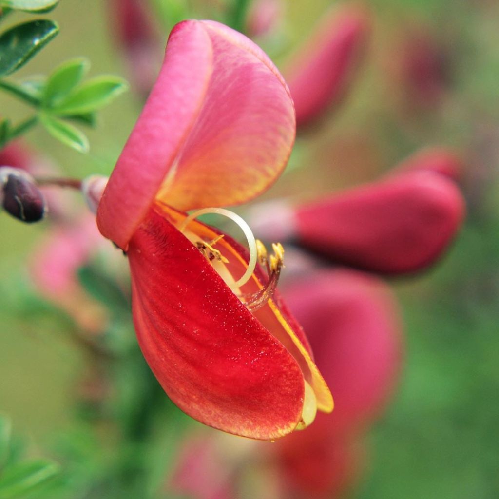 Cytisus scoparius Burkwoodii