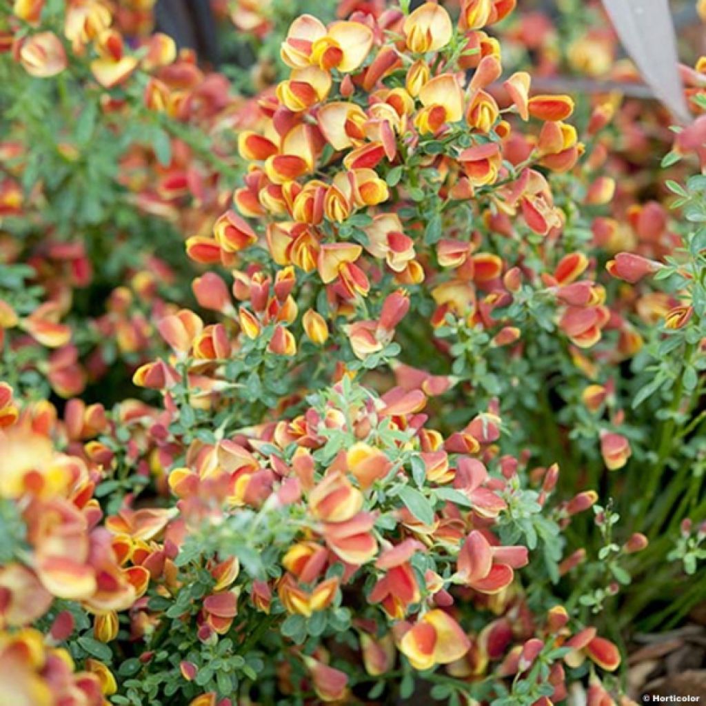 Cytisus scoparius Cytisus Lena